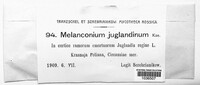 Melanconium juglandinum image